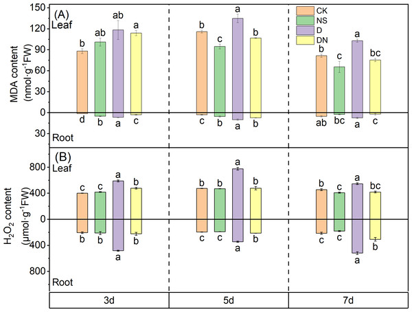 Oxidative stress in maize seedlings under different treatments.