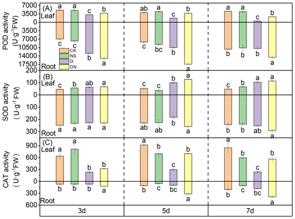 Antioxidant enzyme activities in maize seedlings under different treatments.