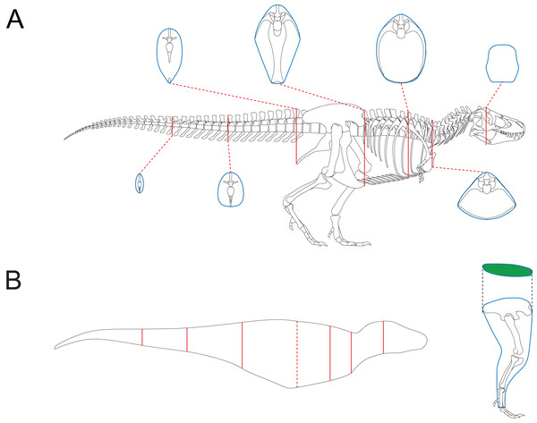 Reconstruction of Tyrannosaurus rex AMNH 5027.