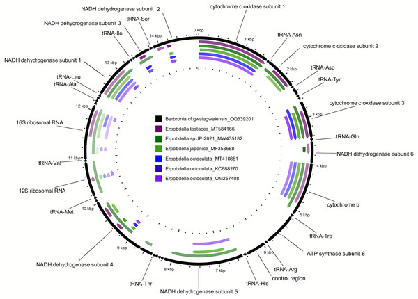 Comparison of the newly assembled mitochondrial genome (OQ339201) of Barbronia cf. gwalagwalensis with six previously published erpobdellids using BLASTn.