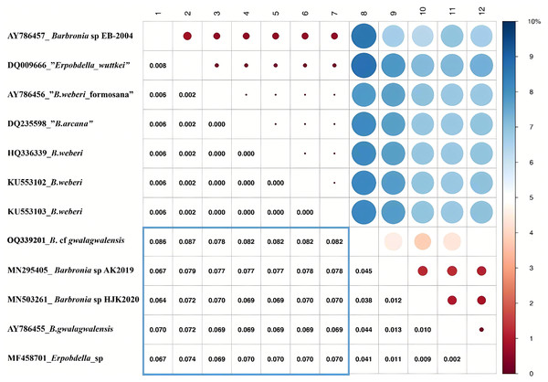 Summary of the bGMYC and bPTP species delimitation methods using the mitochondrial data set.