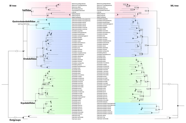 The Comparison of BI and ML trees constructed using a concatenated data of both mitochondrial genes (COI, 12S rDNA) and nuclear markers (18S and 28S rDNA), respectively.