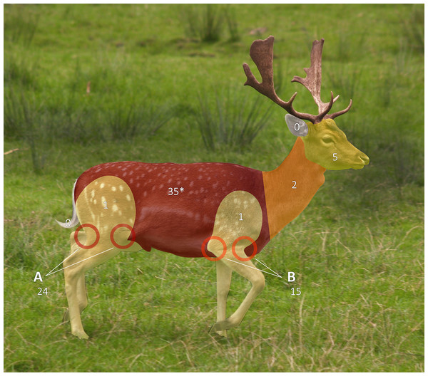 Tick attachment sites on sentinel deer.
