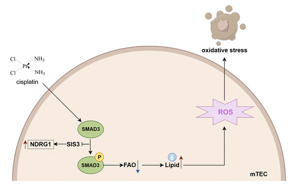 Mechanistic model of SIS3 improving FAO defects and oxidative stress and regulating NDRG1 in cisplatin-induced AKI.