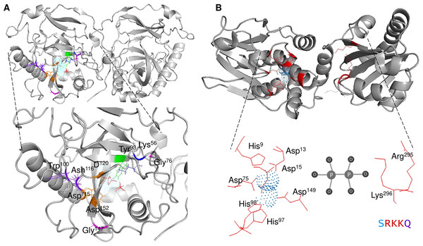 Structure of family I and II c-PPases and the active site residues.