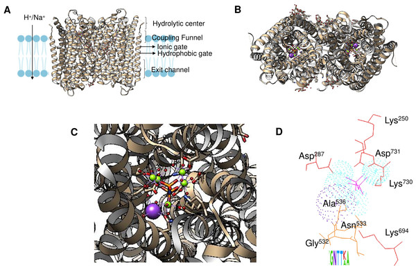 Structural aspects of m-PPases and the catalytic residues.