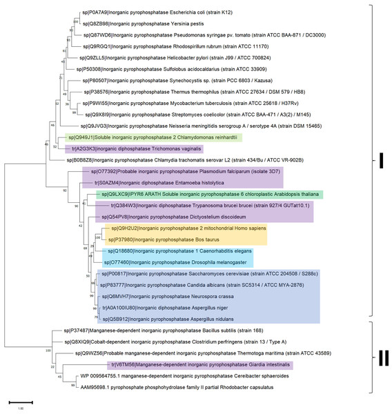 Sequence diversity and structural features of c-PPases.