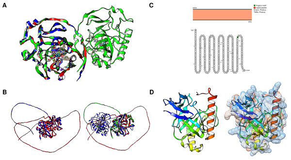 Structural features of family I enzymes and the evolutionary conservation of the catalytic folds.