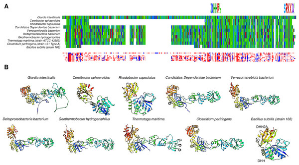 Family II enzymes that contain cystathionine β-synthase (CBS) regulatory domains also exhibit folding diversity.