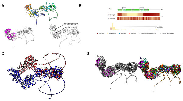 Giardia intestinalis enzyme contains a longer N-terminal domain and an internal loop that is absent in most CBS-domain-containing family II enzymes.