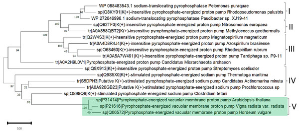 Examples used for reconstructing the evolutionary distribution of m-PPases.