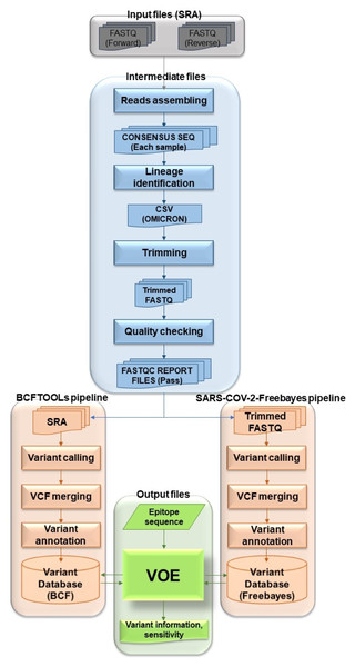 Workflow describing all processes and steps in this study.