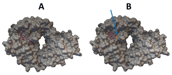 Molecular docking between epitope APGQTGK and B cell receptor.