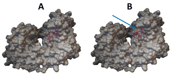 Molecular docking between epitope DSKVGGNYN and B cell receptor.