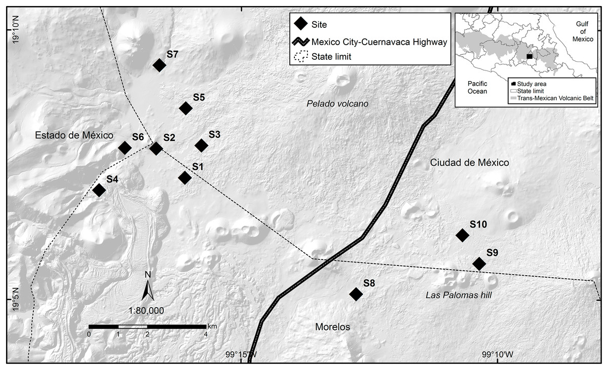 Response of the subalpine bunchgrasses to wildfires and its effects in the  relative abundance of the volcano rabbit in the Ajusco-Chichinautzin  Mountain Range [PeerJ]