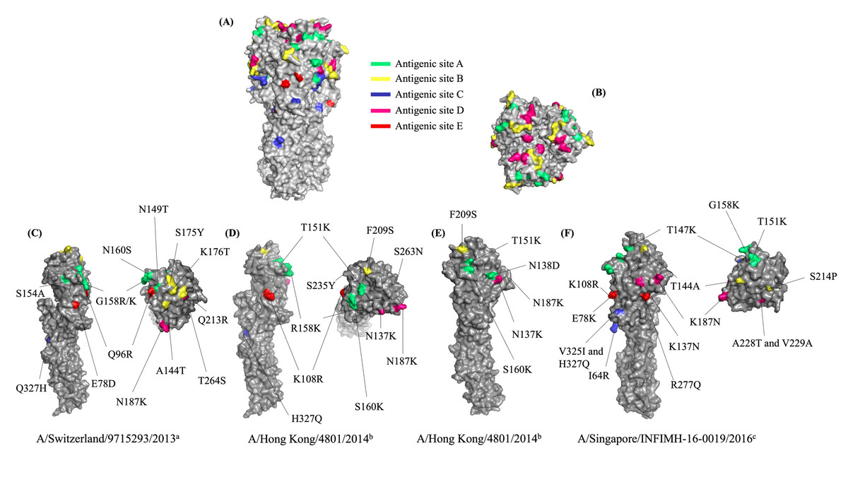 Virus evolution