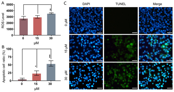 PEITC enhances oxidative stress and causes DNA damage in Huh7.5.1 cells.