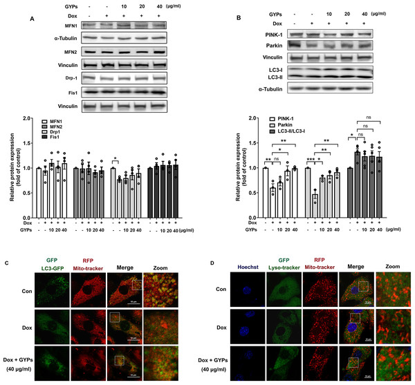 GYPs ameliorate mitophagy block in Dox-stimulated H9c2 cells.