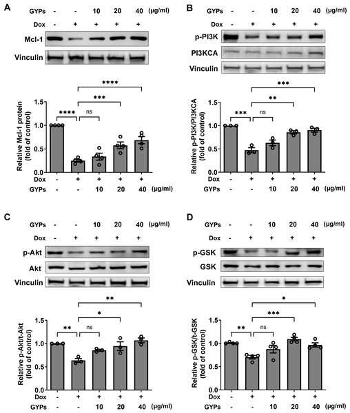 GYPs increase the Mcl-1 level and PI3K/Akt/GSK-3 β signaling in Dox-stimulated H9c2 cells.