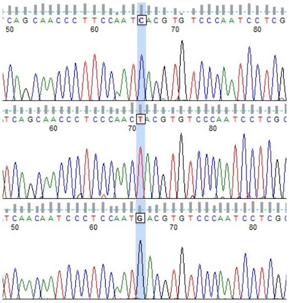 Chromatograms showing three Polish Konik mtDNA HTs with marked 15,776 variable site position (FinchTV software).