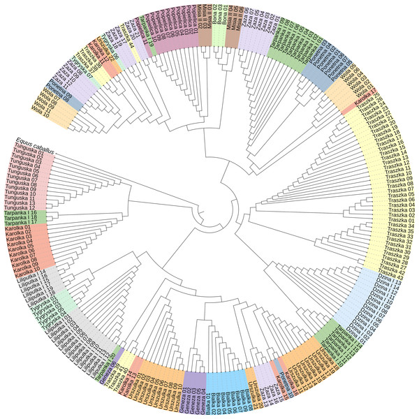 The neighbor-joining tree of the 233 Polish Konik mtDNA sequences with Equus caballus reference sequence (NC_001640) used as a root.