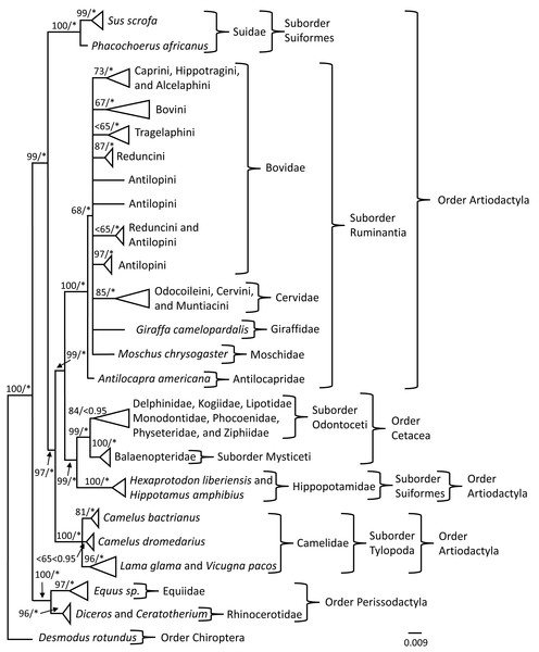 PRNP phylogeny of Perissodactyla and Cetartiodactyla with asterisks representing ≥0.95 Bayesian nodal support and bootstrap values ≥65 indicating moderate to strong likelihood nodal support.