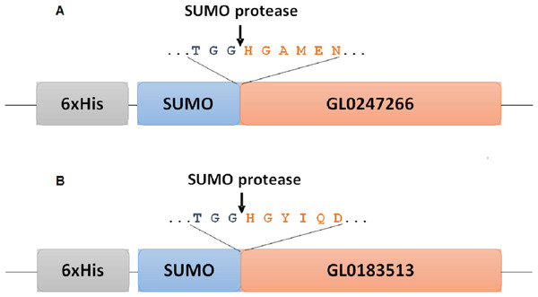 Diagram of fusion site between SUMO part and target protein in expression vectors for proteins GL0247266 (A) and GL0183513 (B) in E. coli.