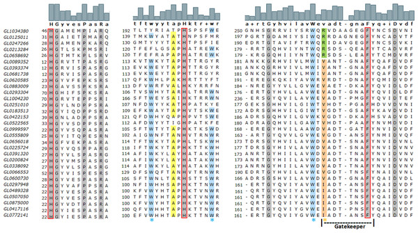 Amino acid sequence alignment of regions containing three conserved amino acids in the H1-Hx-Fy motif of 31 putative LPMOs.