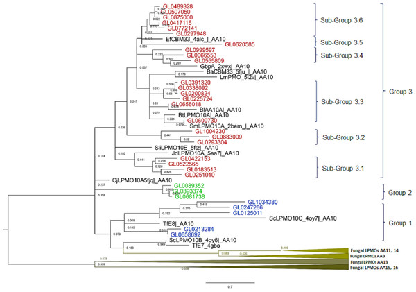 Phylogenetic tree of catalytic domains of 31 putative LPMOs, 14 bacterial LPMOs, and 25 fungal LPMOs by neighborhood-joining method MEGA-X.