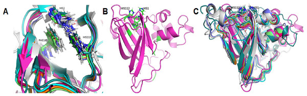 Three-dimensional structure prediction of catalytic domains and spatial arrangement of conserved histidine brace and phenylalanine in active site of putative LPMOs by Alphafold2.