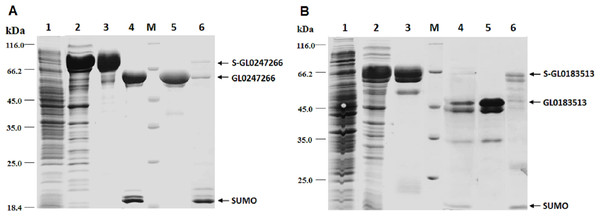 Results of protein expression in E. coli by vector pET-SUMO3 and protein purification using His-tag affinity chromatography.