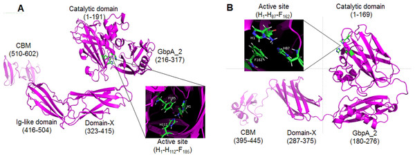 Three-dimensional structures of mature GL0247266 (A) and GL0183513 (B) predicted using Alphafold2.