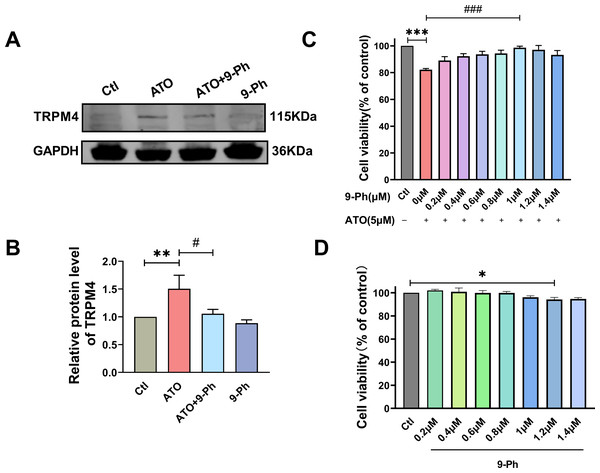 ATO increased the expression of TRPM4 protein in HCT116 cells.