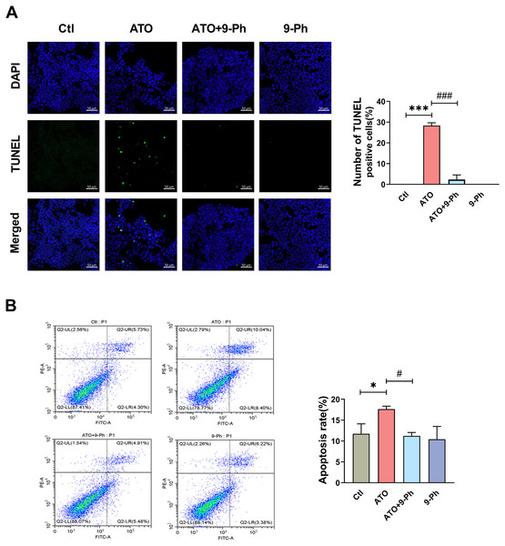 ATO promotes apoptosis of HCT116 cells.