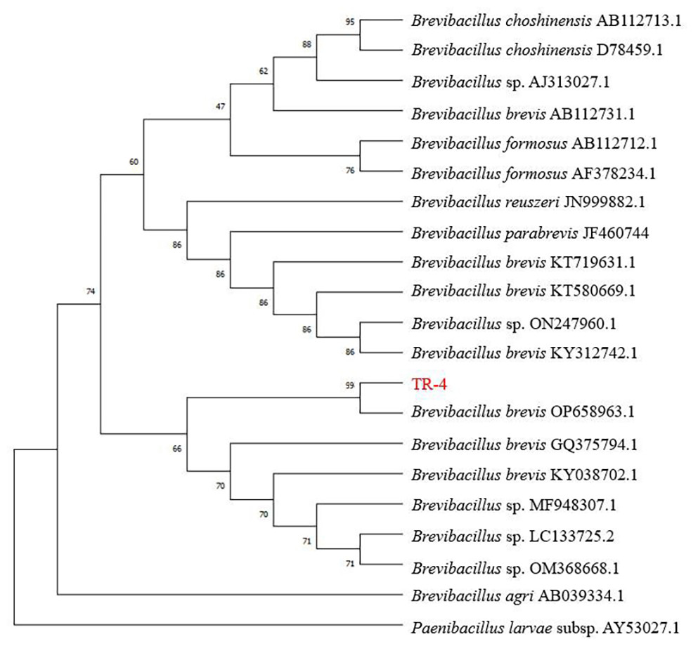 Mechanism of Brevibacillus brevis strain TR-4 against leaf disease of ...