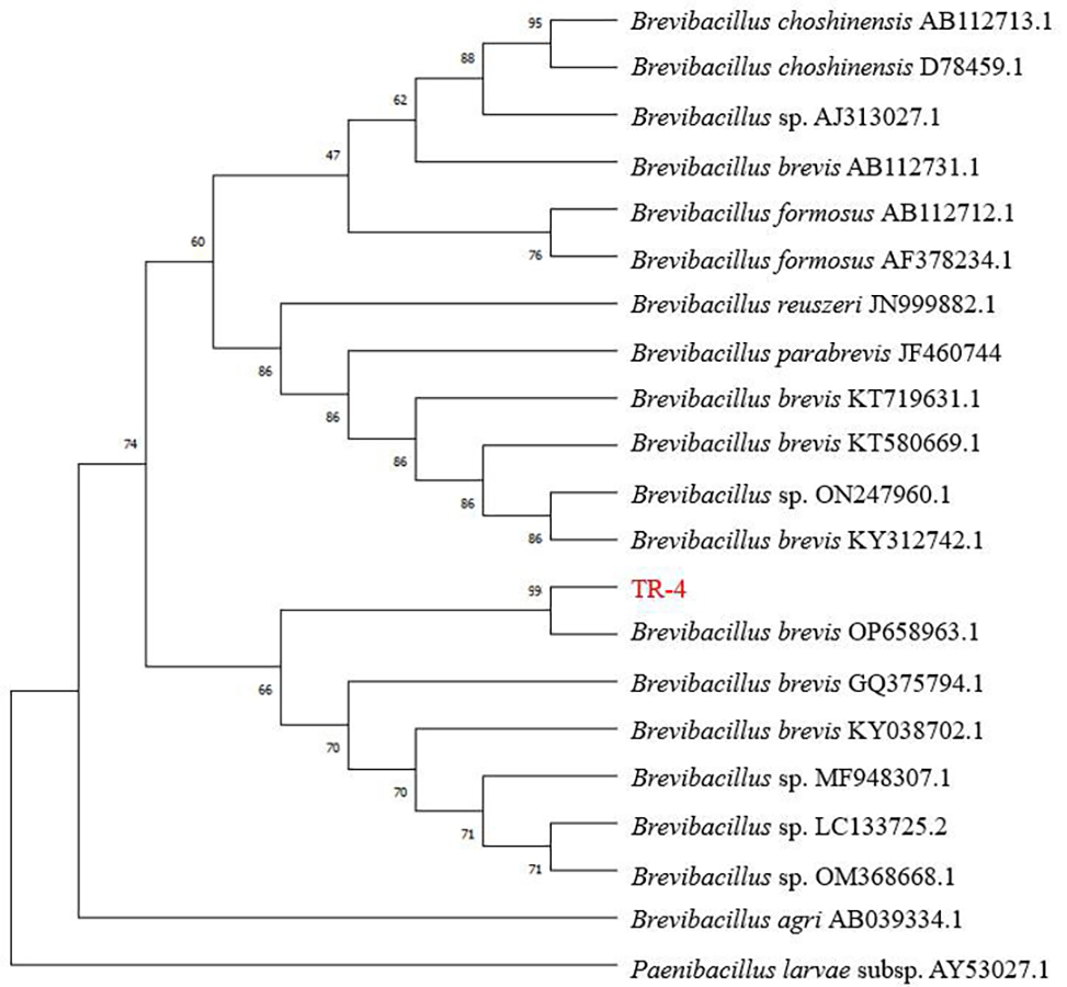 Mechanism of Brevibacillus brevis strain TR-4 against leaf disease of ...