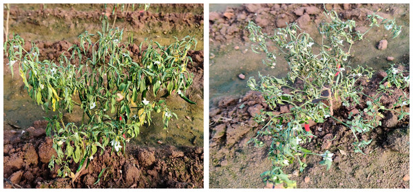 Chilli plants showing severe wilting symptoms.