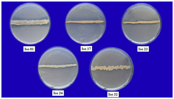 Pure cultures of five selected rhizobacterial isolates.