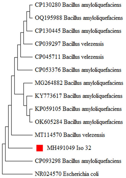 Molecular phylogeny of Iso 32 (Sample 32) by maximum likelihood method.