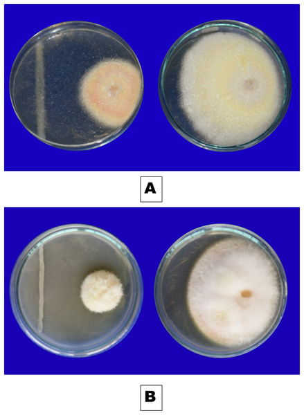 Inhibitory effect of rhizobacterial isolates (A) Iso 32, (B) Iso 24, on F. oxysporum using dual culture technique.