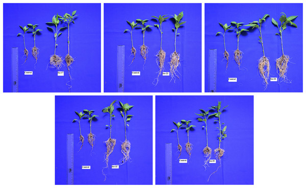 Seedling growth parameters of chilli crop under in vivo conditions.