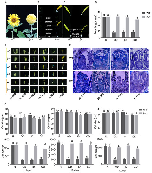 Morphological and histological comparison between WT and lpm.