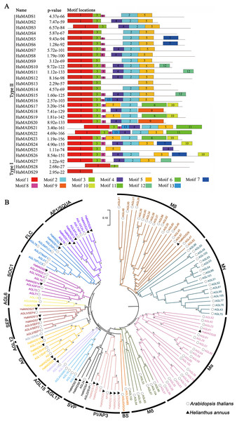 Analysis of conserved motifs of MADS-box protein in sunflower and construction of phylogenetic tree.