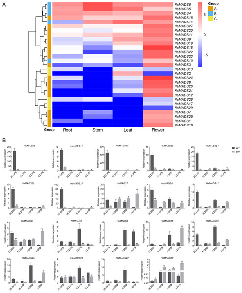 Expression analysis of MADS-box genes.