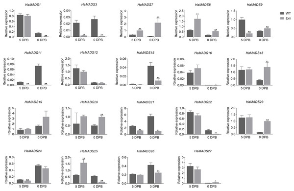 Expression of MADS-box genes in petals at 5 DPB and 0 DPB.