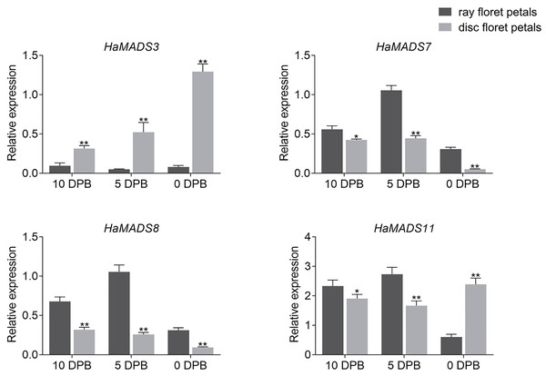 Expression of MADS-box genes in disc and ray floret petal of WT plants at different stages.