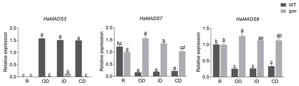 Expression of MADS-box genes in petals of WT and lpm plants on different positions.