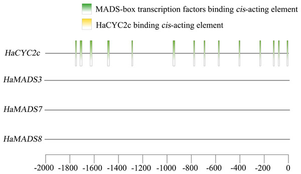 Analysis of cis-acting element.