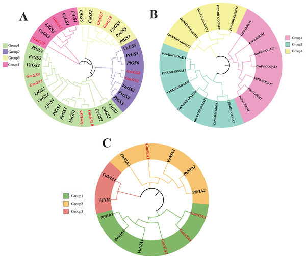 Unrooted phylogenetic tree of GS genes (A) GOGAT genes (B), and NR genes (C) in G. max, C. arietinum, L. japonicas, P. lunatus, P. vulgaris, and V. unguiculata.