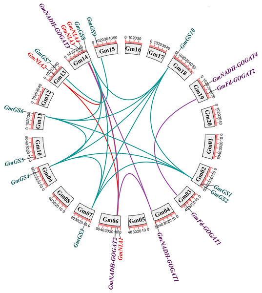 Genomic distribution and duplication of the GmGS, GmGOGAT, and GmNR genes across 20 chromosomes of soybean.